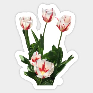 Red and White Tulips Sticker